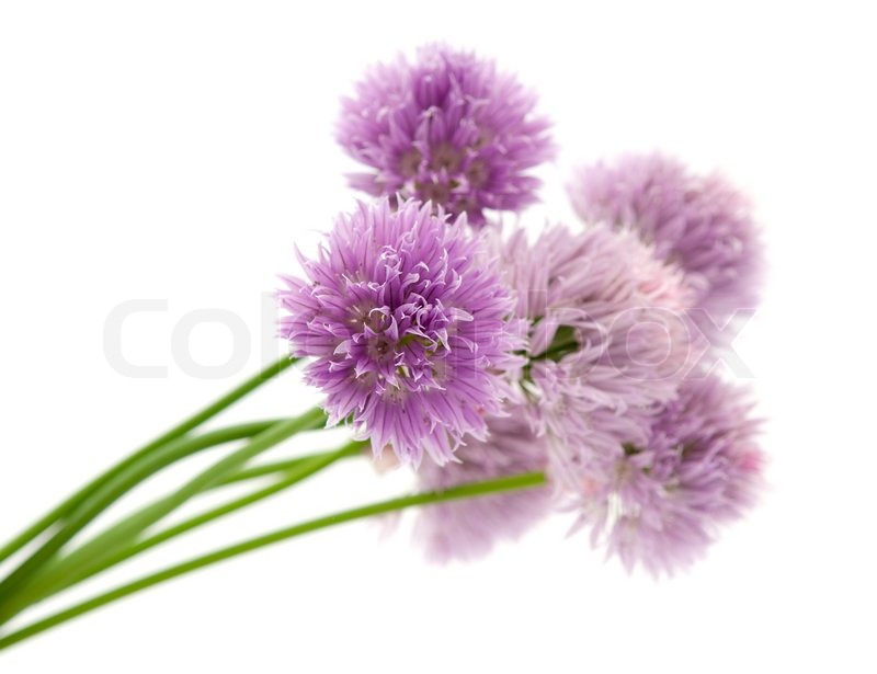 White Flower Purple Background