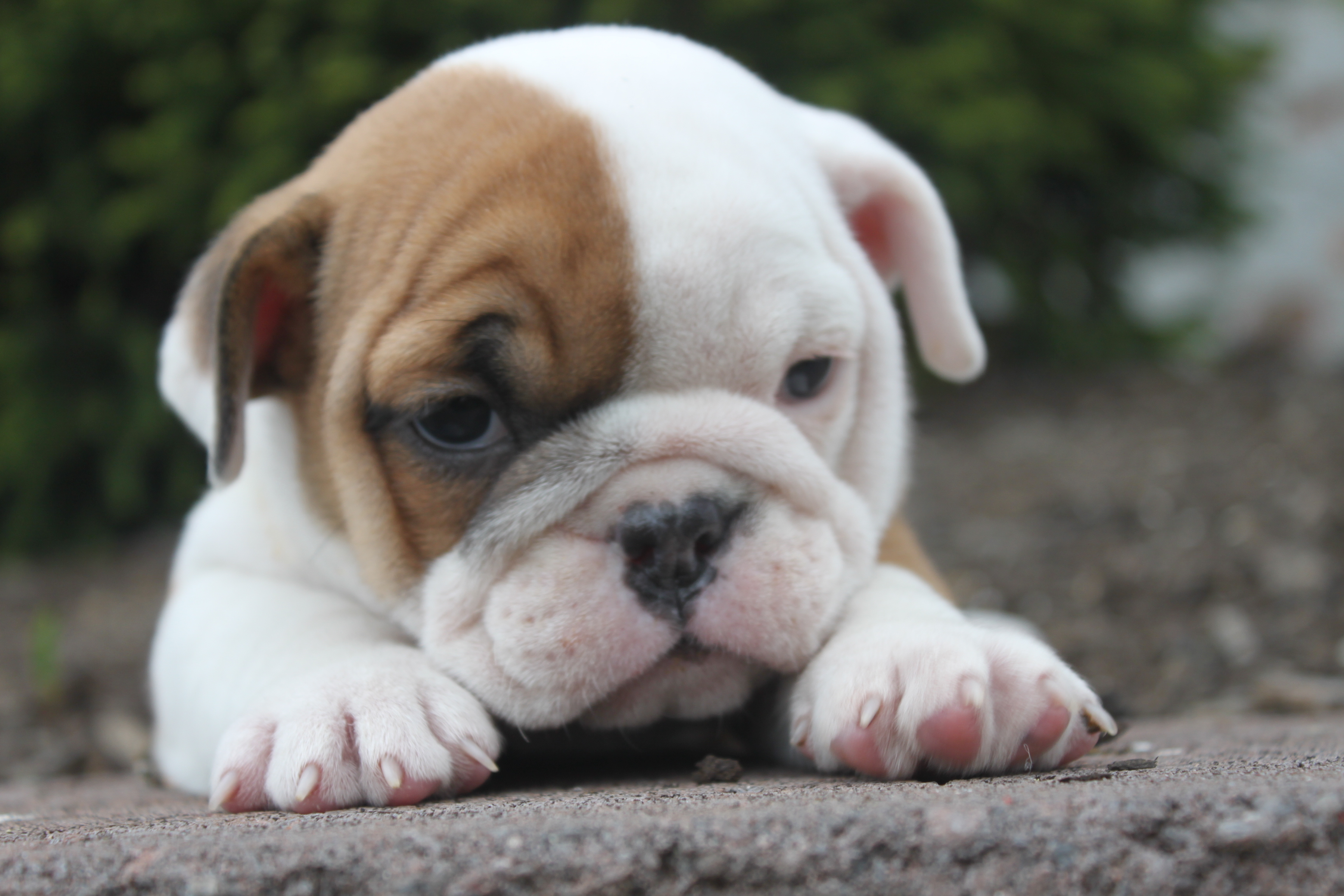 Sad English Bulldog Puppy Wallpaper And Image Pictures