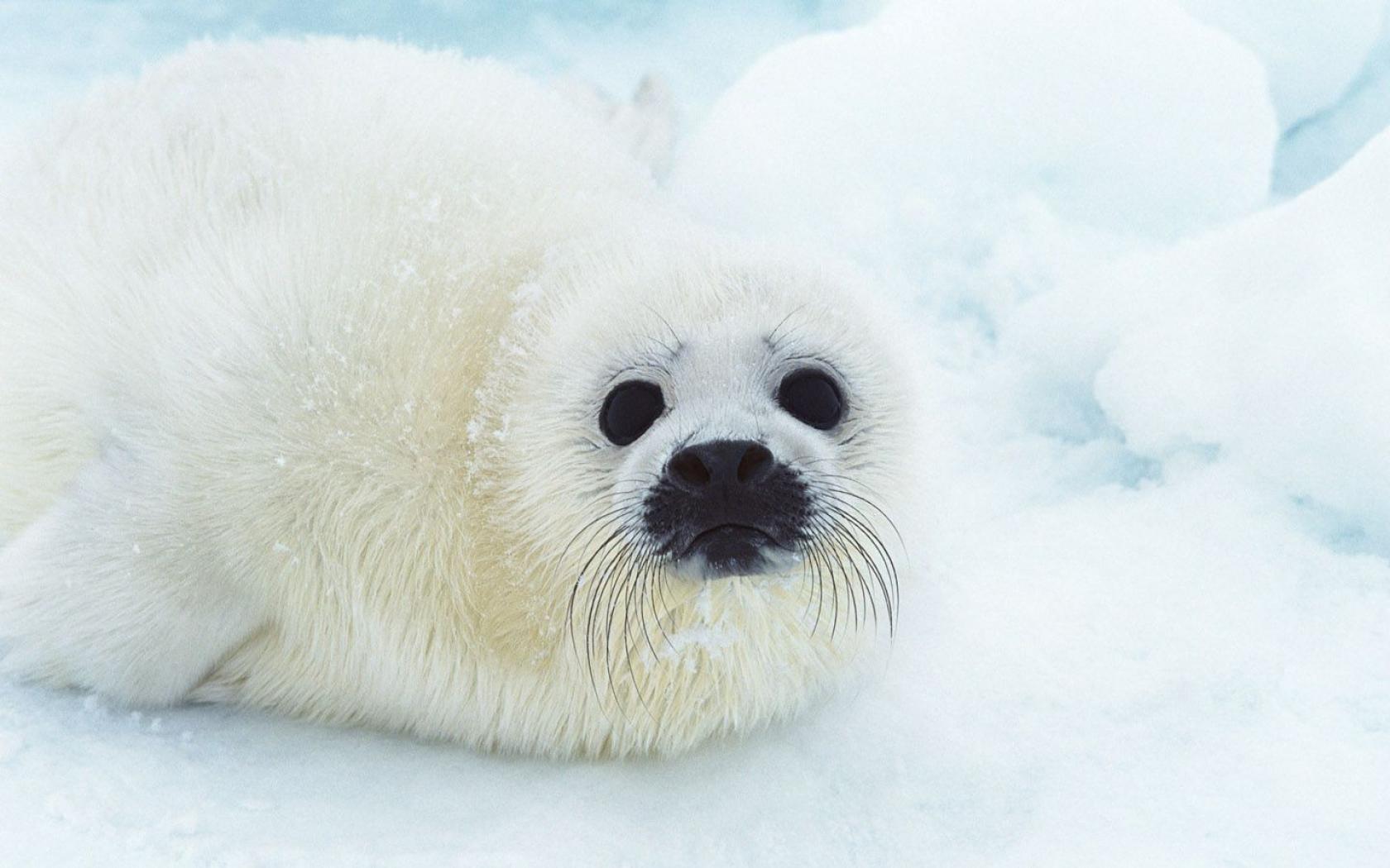 Baby Seal Wallpaper HD Cute Seals