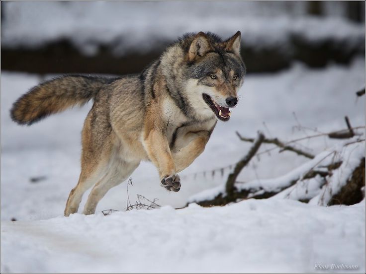 Running Wolf Von K Buchmann Predators