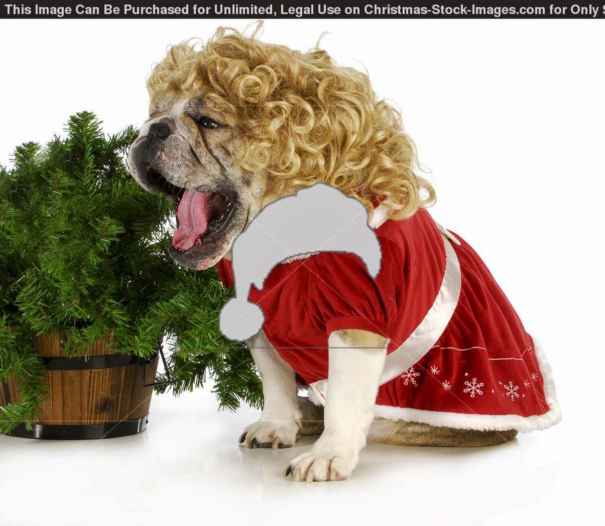 Christmas Gift For Dog Lovers Wallpaper Your Desktop Tablet And