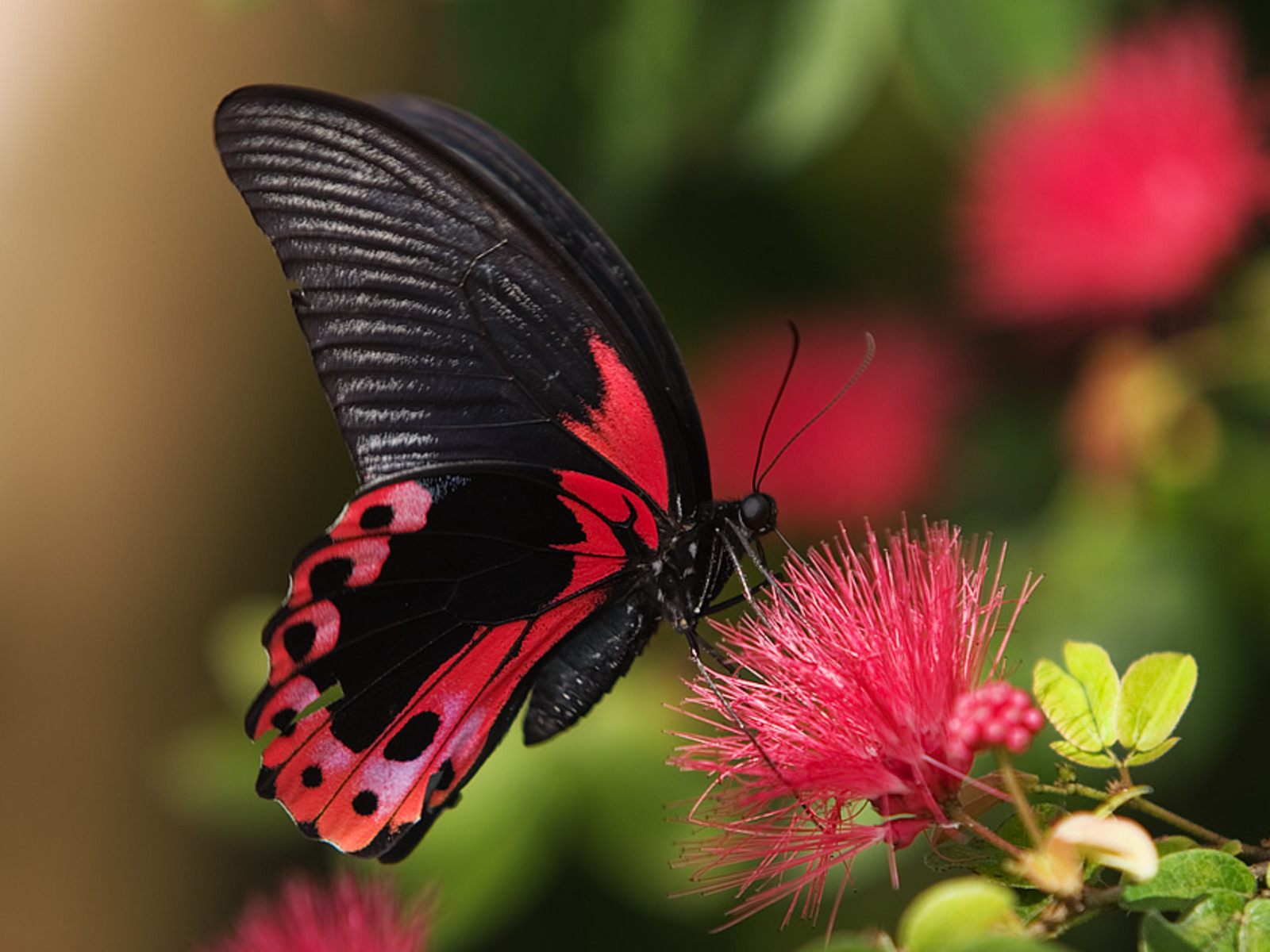Pink And Black Butterfly Wallpaper High Definition