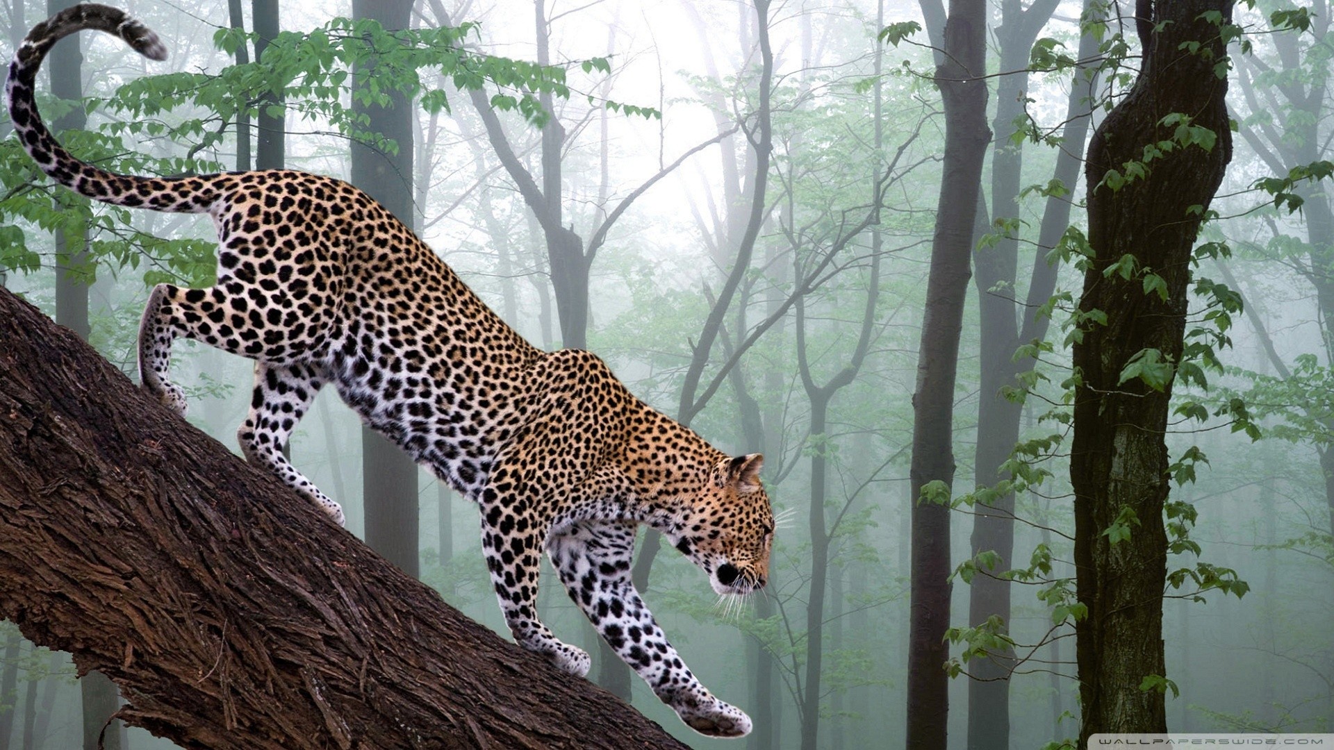 Jungle Animals Wallpaper Jaguar