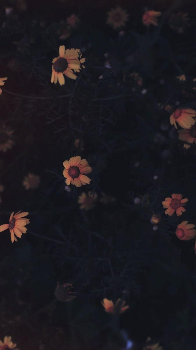 45 Dark Flower Aesthetic Wallpaper Free Download   Home With Two