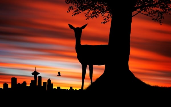  animals silhouette deer south africa johannesburg 2560x1600 wallpaper