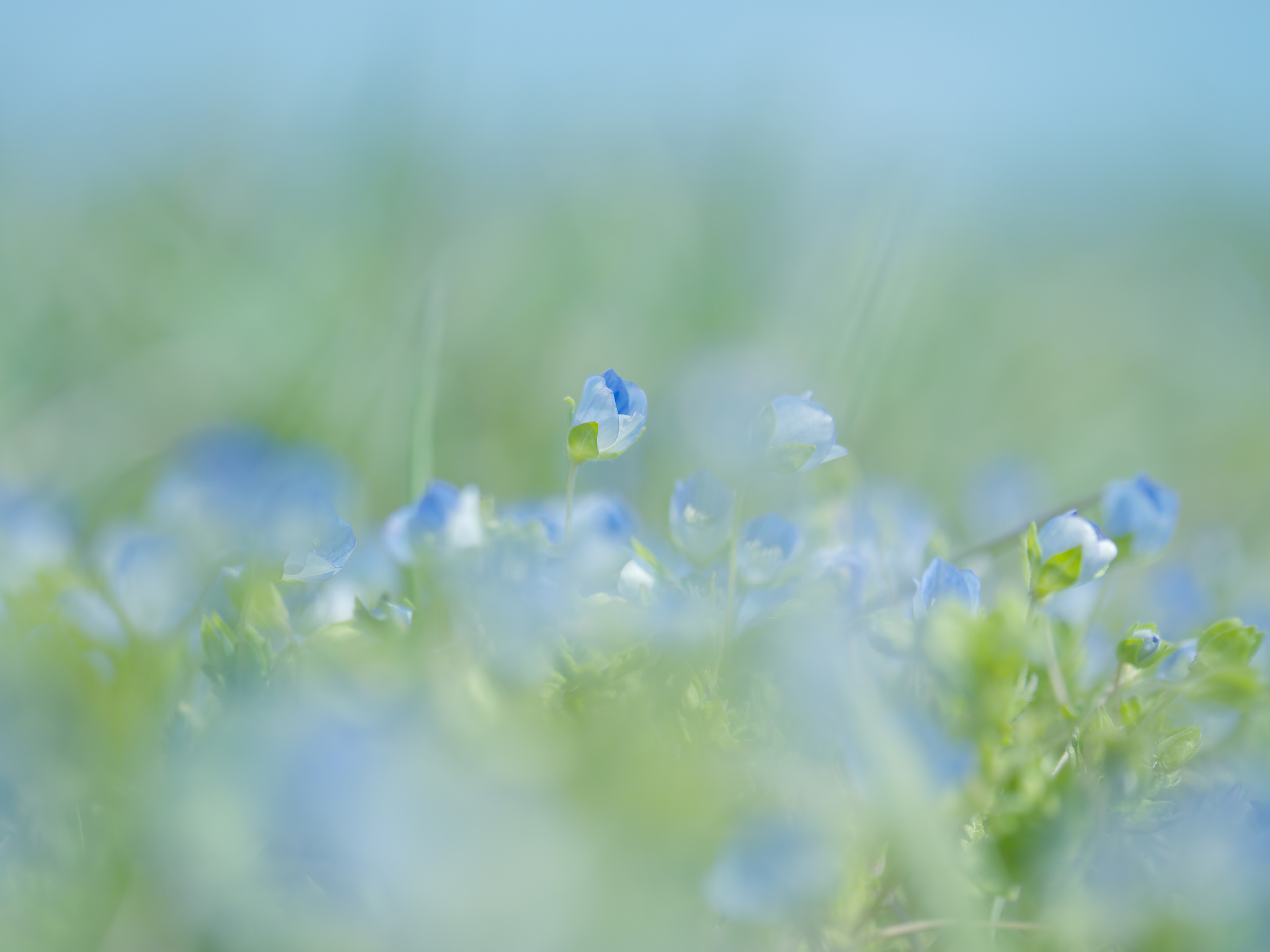 Flowers Blue Spring Blur Soft Macro Nature Wallpaper