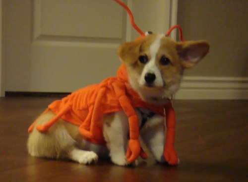 Think That Lobster Zombi Takes Corgi One Step Further Into