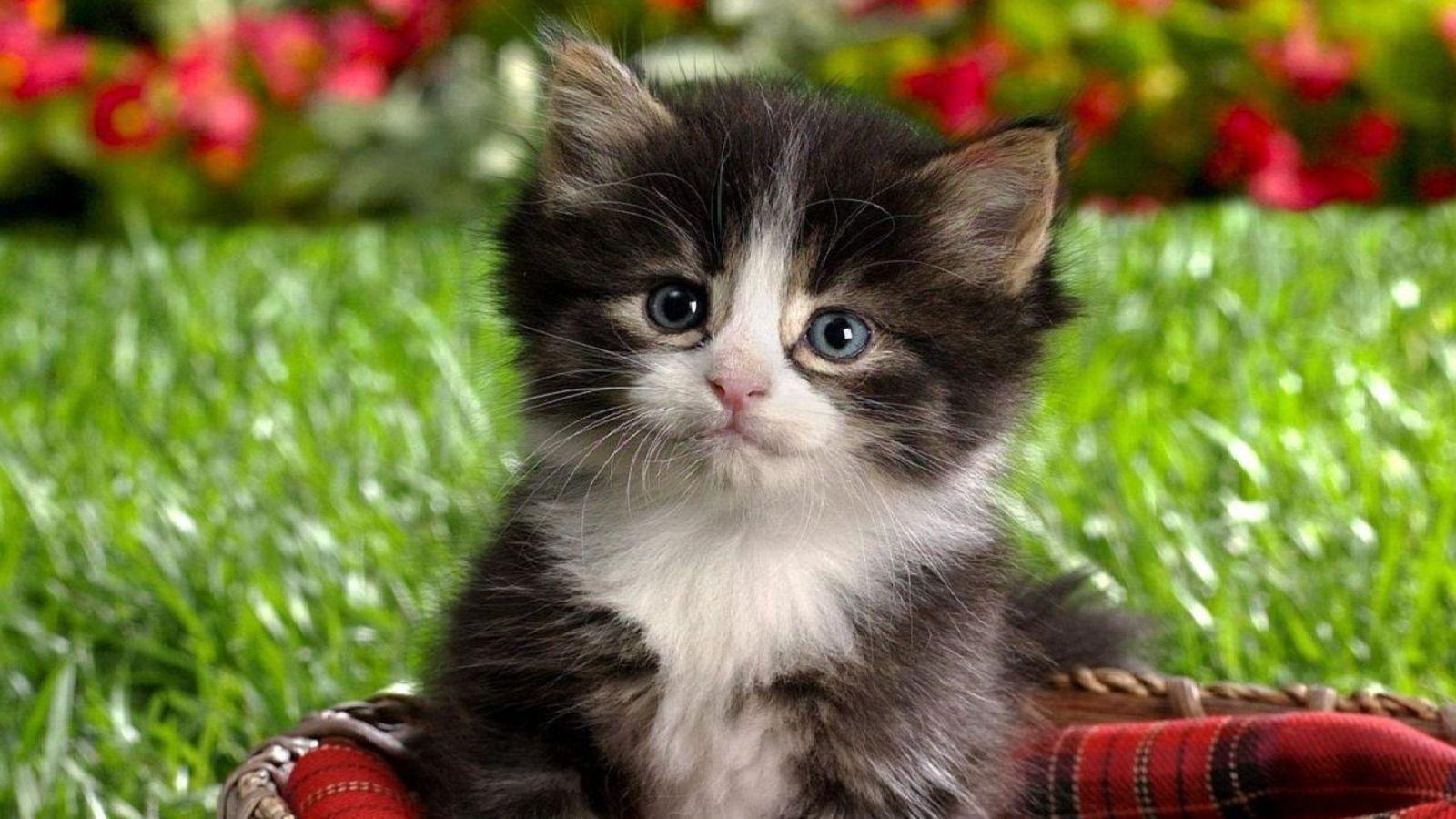 Baby Animals Image Kittens HD Wallpaper And