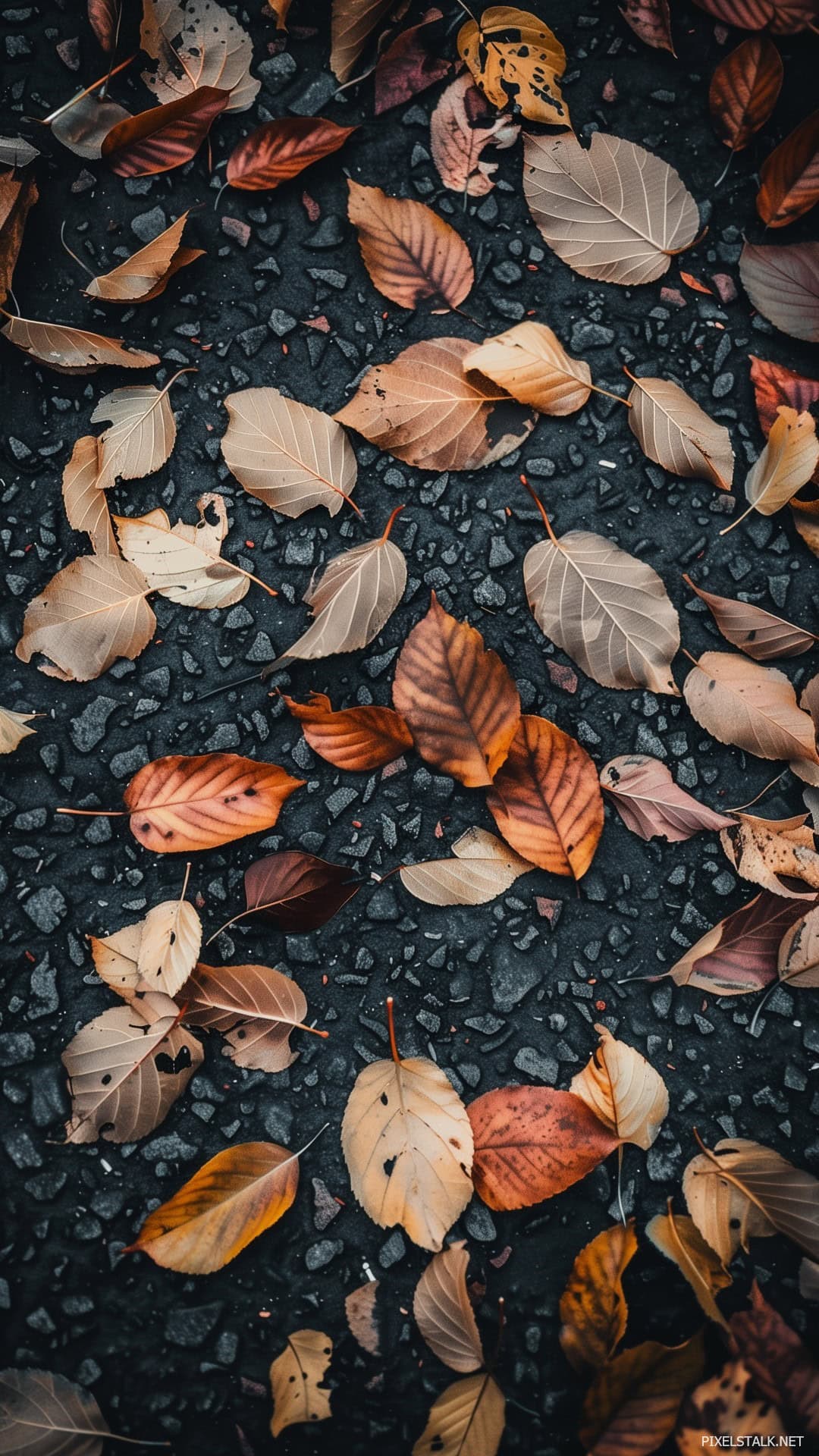 Autumn Phone Wallpaper