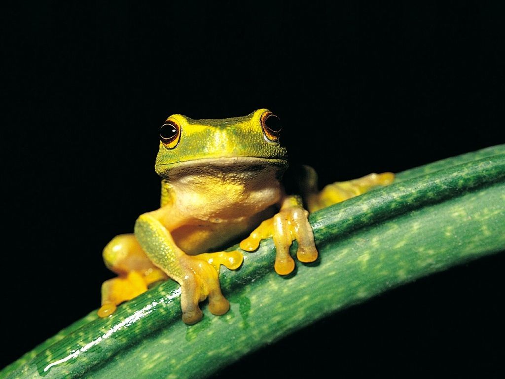 Frog Wallpaper Frogs Image And Animal Desktop Background