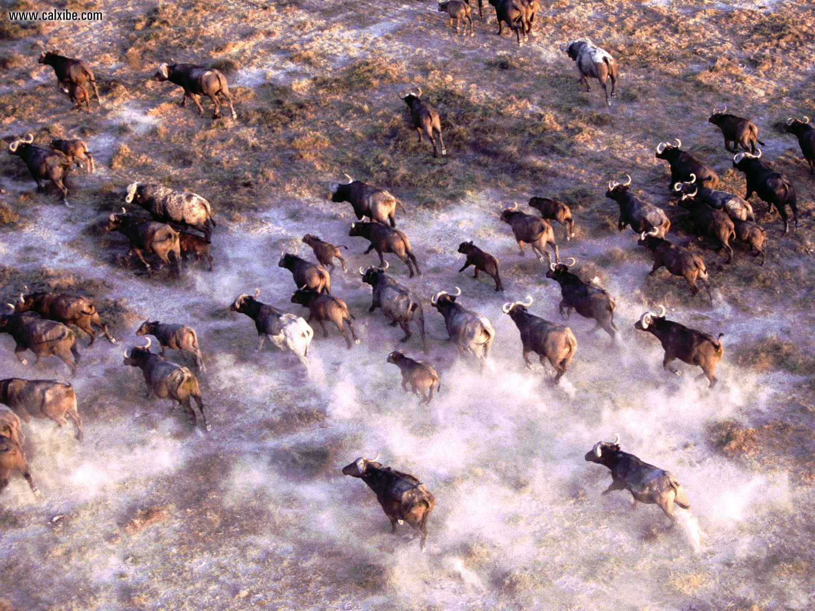 Animals Stampede African Cape Buffalo Herd Picture Nr