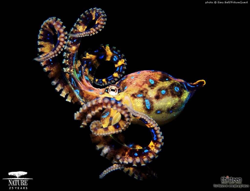 Download wallpaper 1350x2400 tentacles octopus macro dark iphone  876s6 for parallax hd background