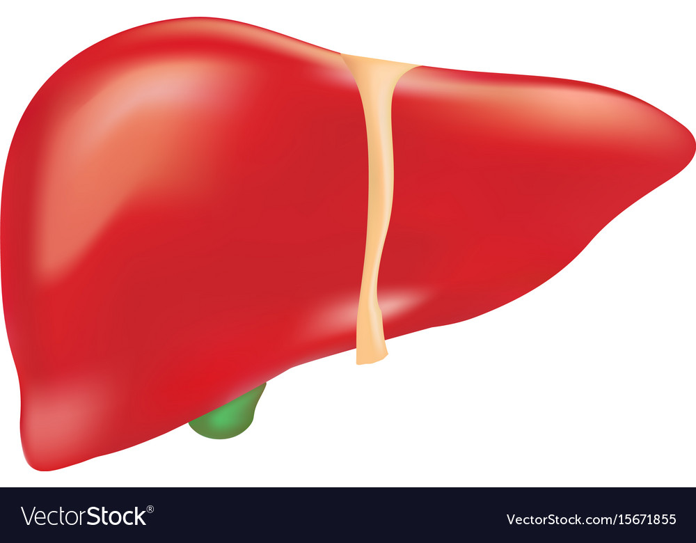 Human Liver Anatomy Isolated On A White Background