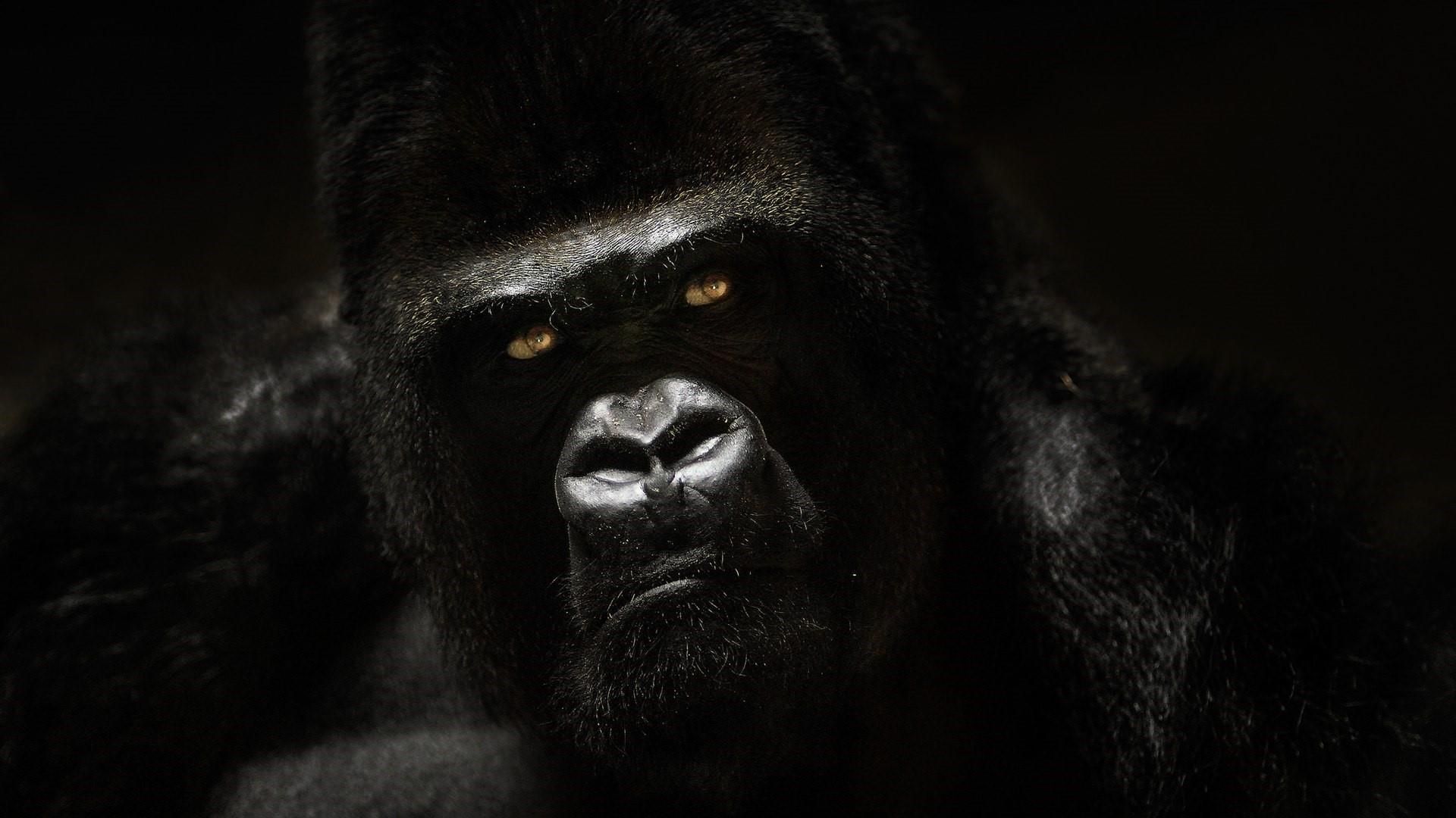 Close-up portrait of a gorilla with intense gaze, likely a Western Lowland Gorilla, suitable for Gorilla Tag 4k Wallpapers