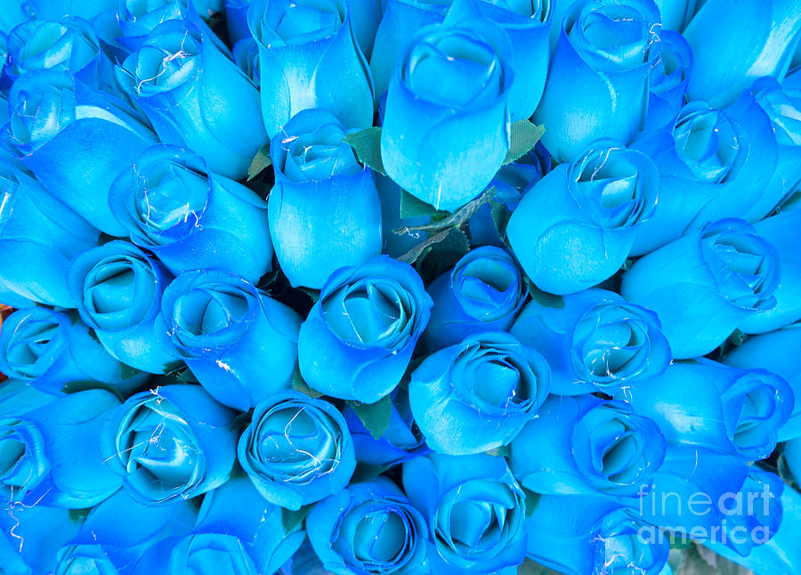 Blue Roses Background Is A Photograph By Luciano Mortula Which Was