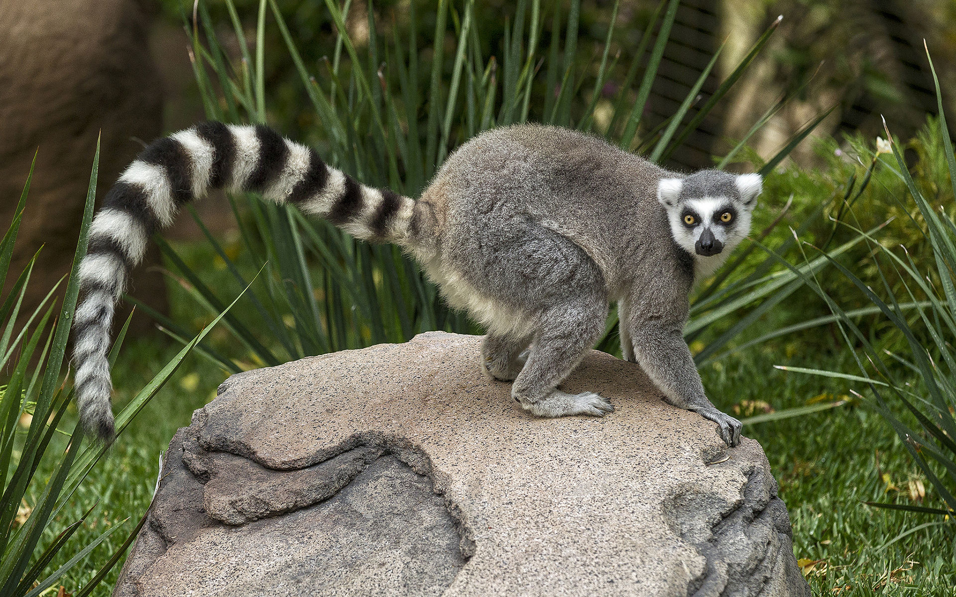 Lemur Puter Wallpaper Desktop Background