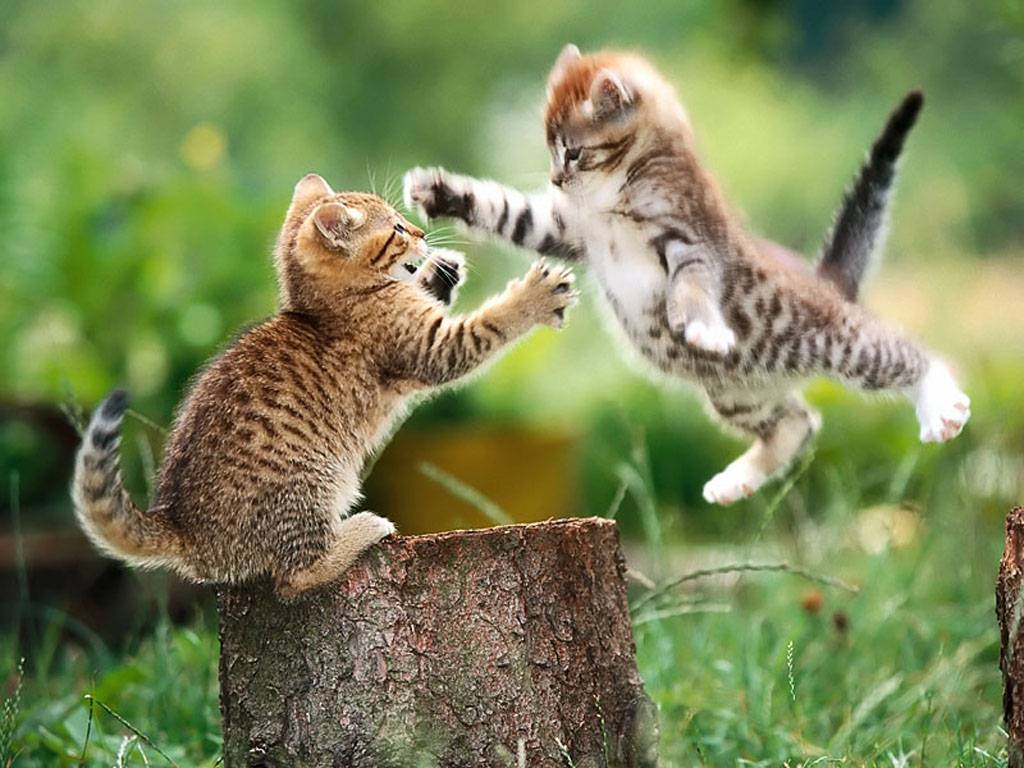 Aimy S Collection Wallpaper Image Screensavers Cute Cat Fight