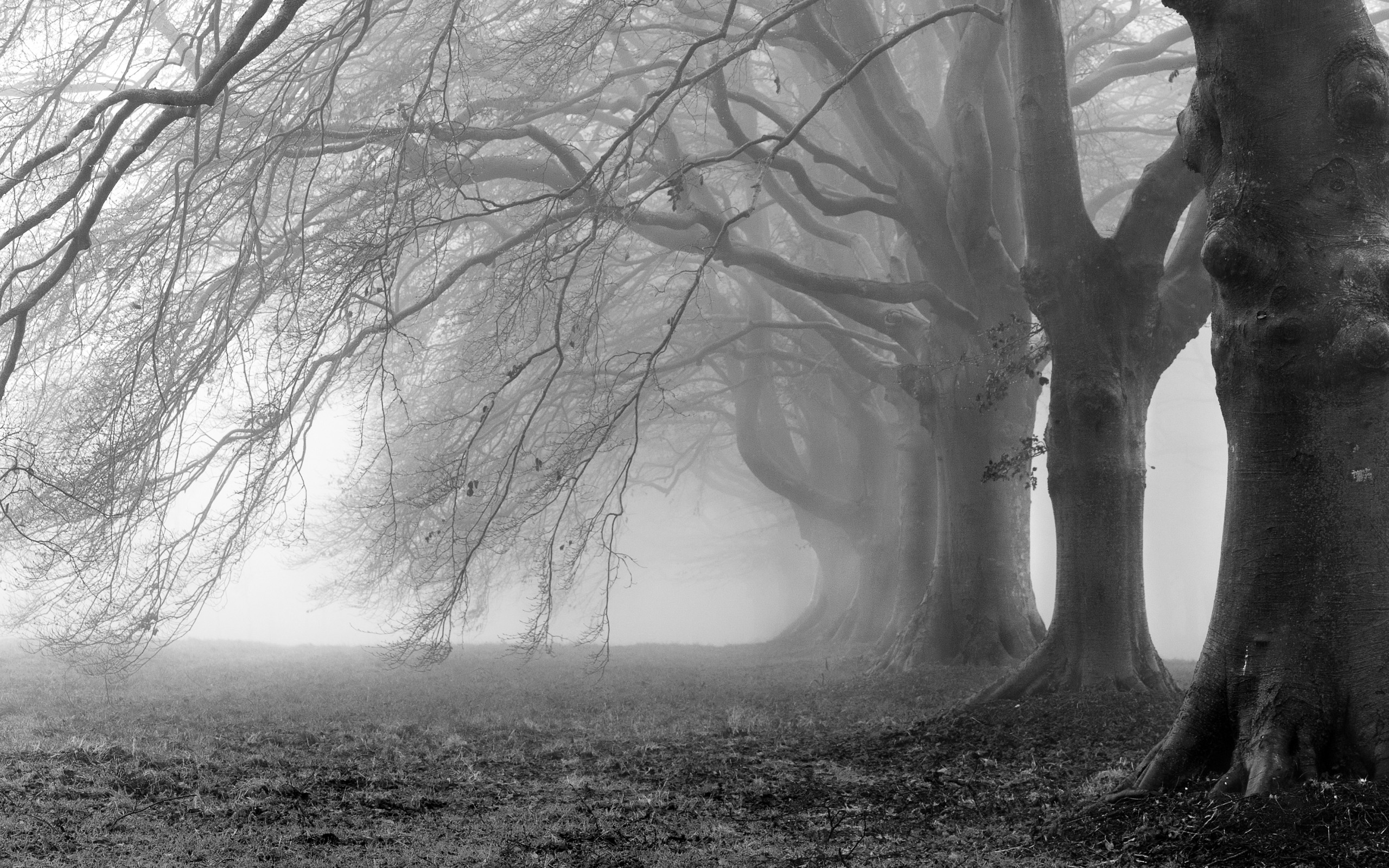 Creepy Trees Fog Wallpaper Background