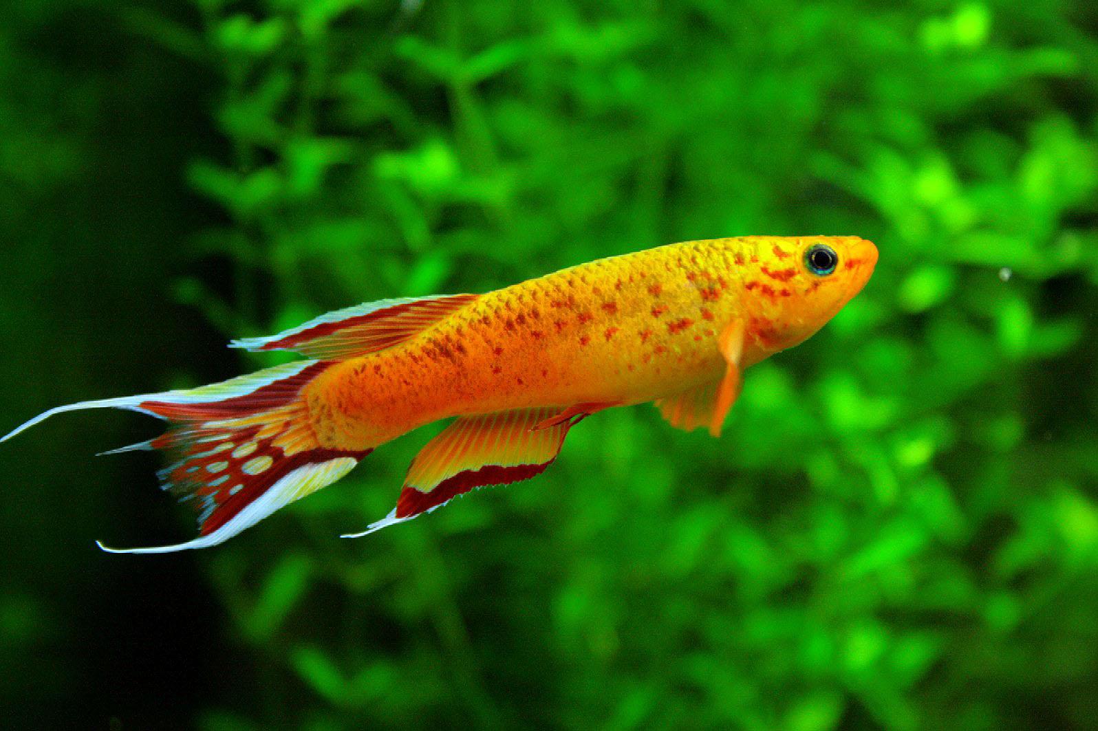 Freshwater Fish Tropical Discussion Forums