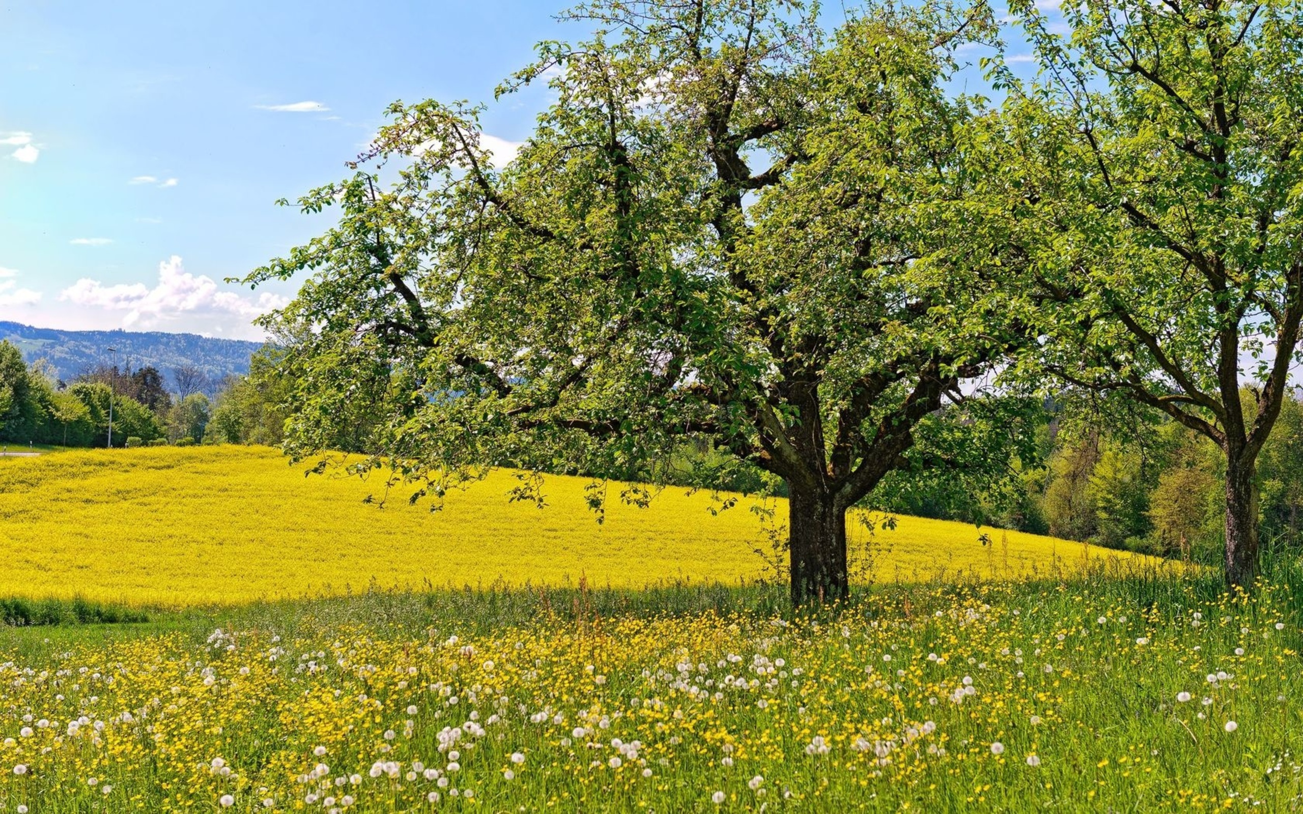 Beautiful Spring Tree Wallpaper And Image Pictures