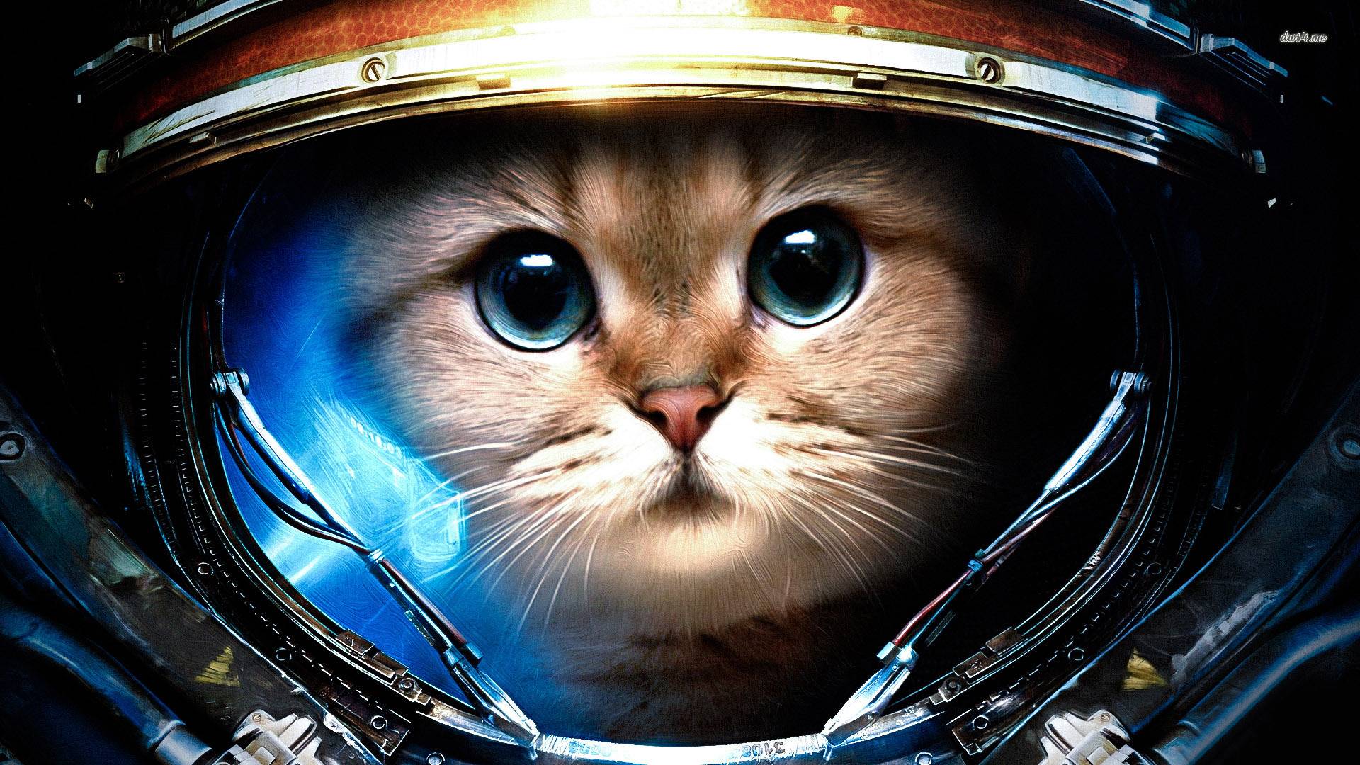 SPACE CAT He is going to be the first cat to walk on the moon XD 1920x1080
