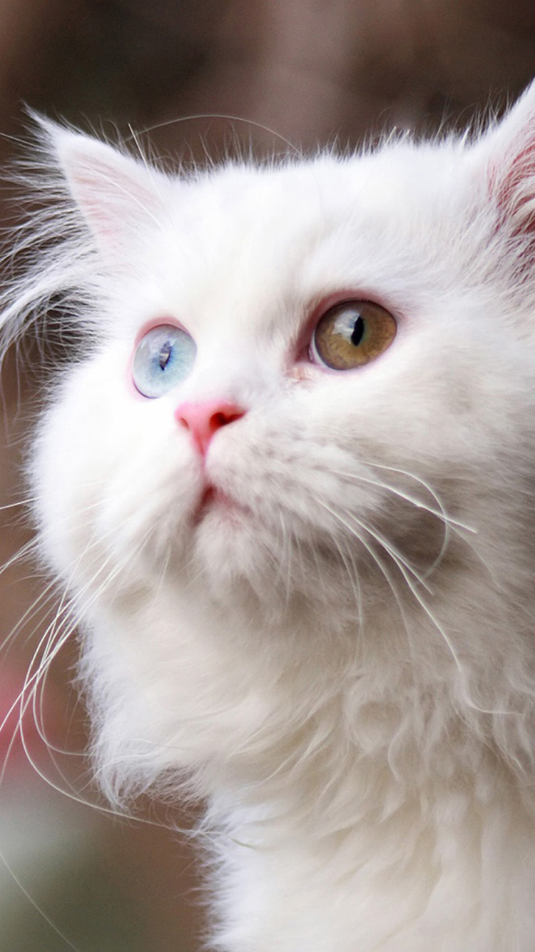 White Cat iPhone Wallpaper HD