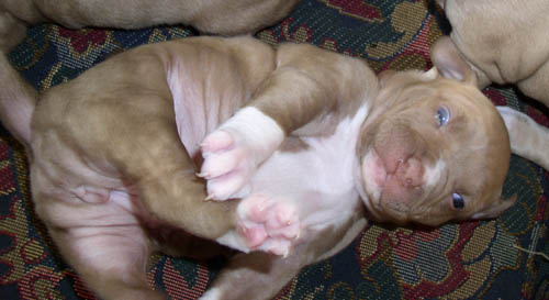 Baby Pitbull Puppy