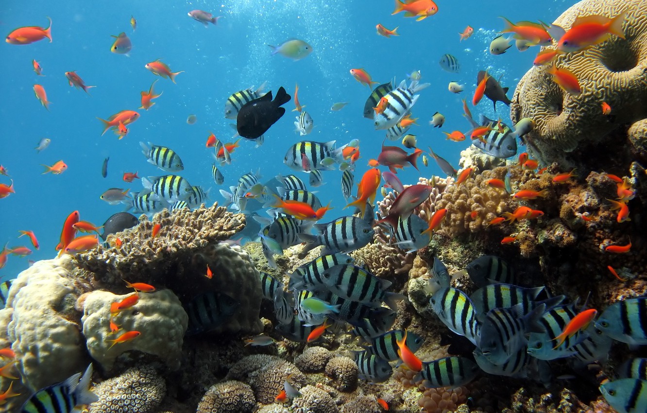 Wallpaper Sea Fish The Ocean Fishing Aquarium Corals