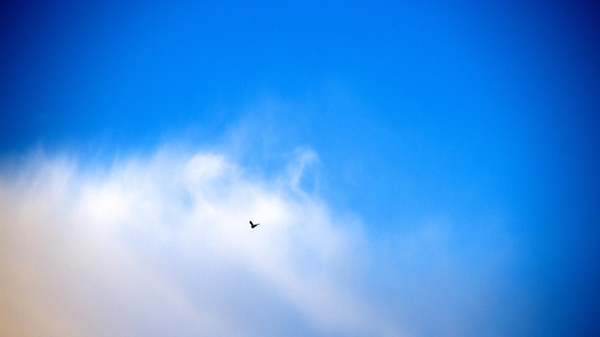 birdsflyingskies clouds flying birds skies Birds Wallpapers