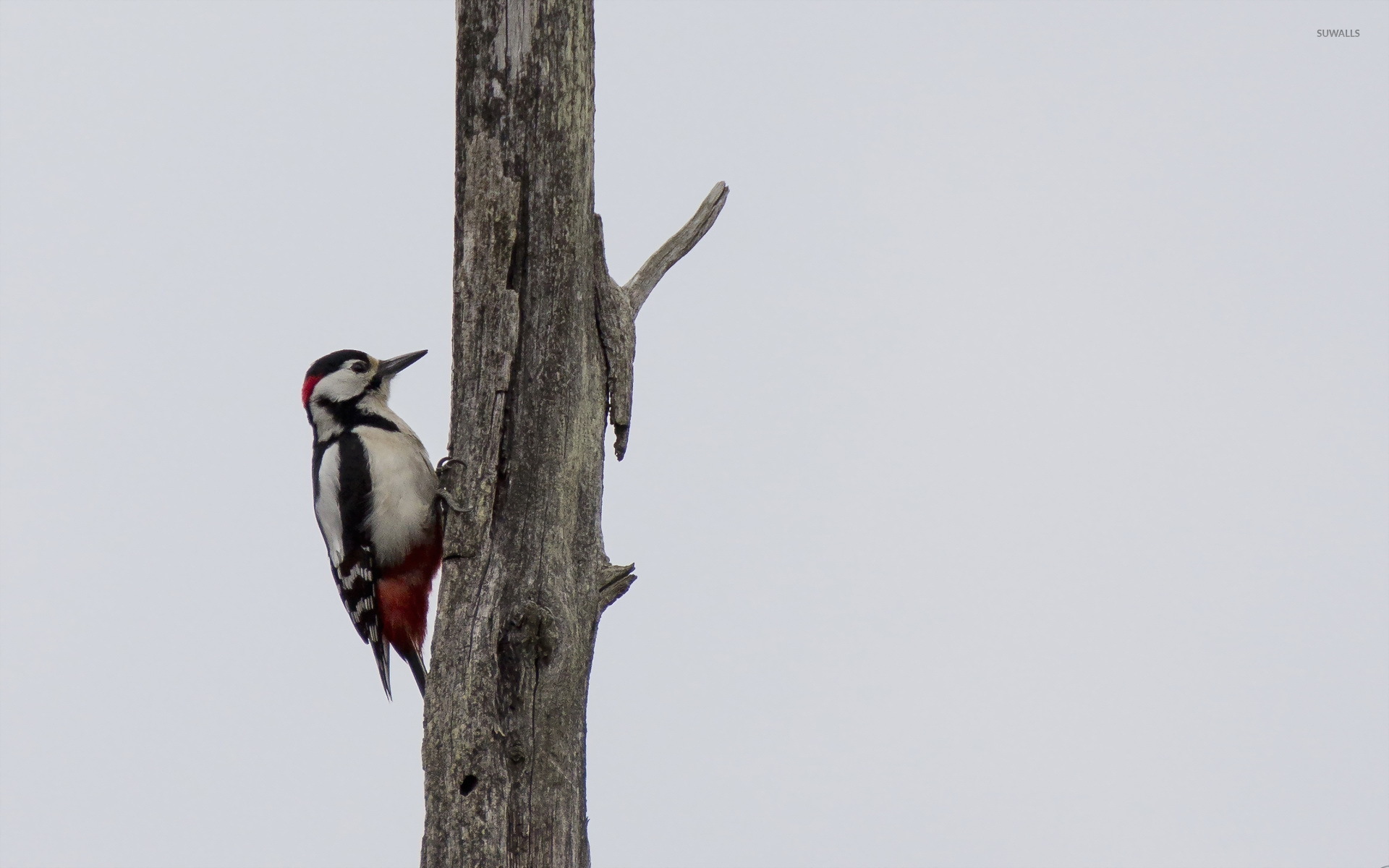 Woodpecker Wallpaper Animal