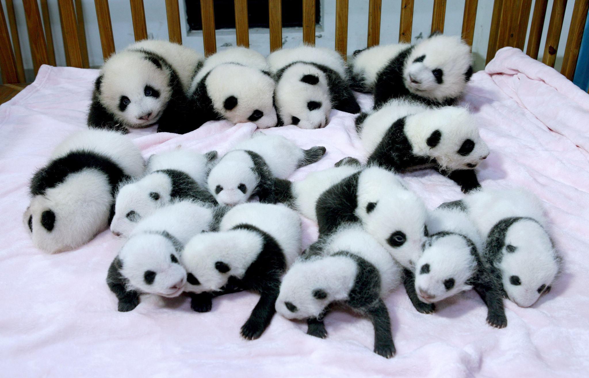 Cute Baby Pandas HD Wallpapers WallpapersCharlie