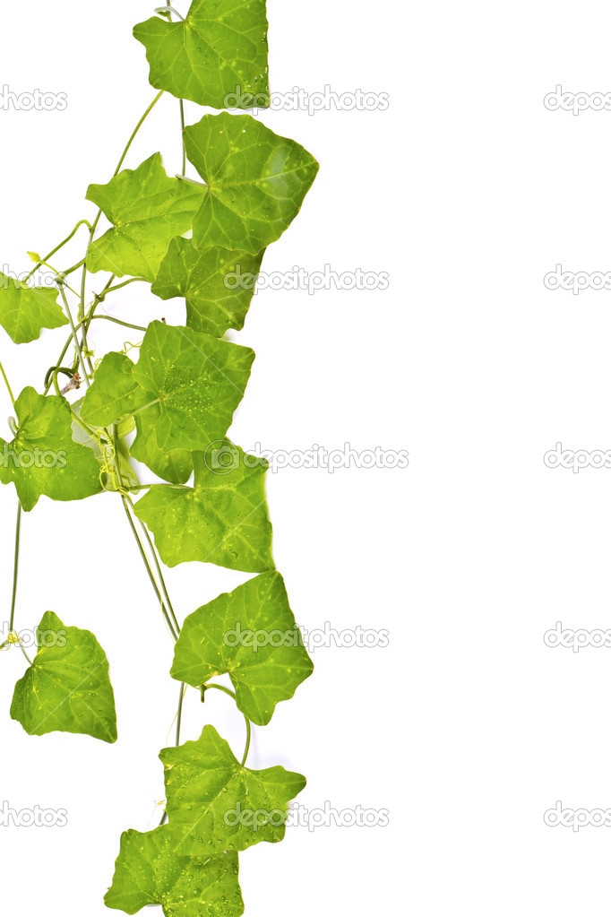 Free download Download Border made of Green ivy isolated on white