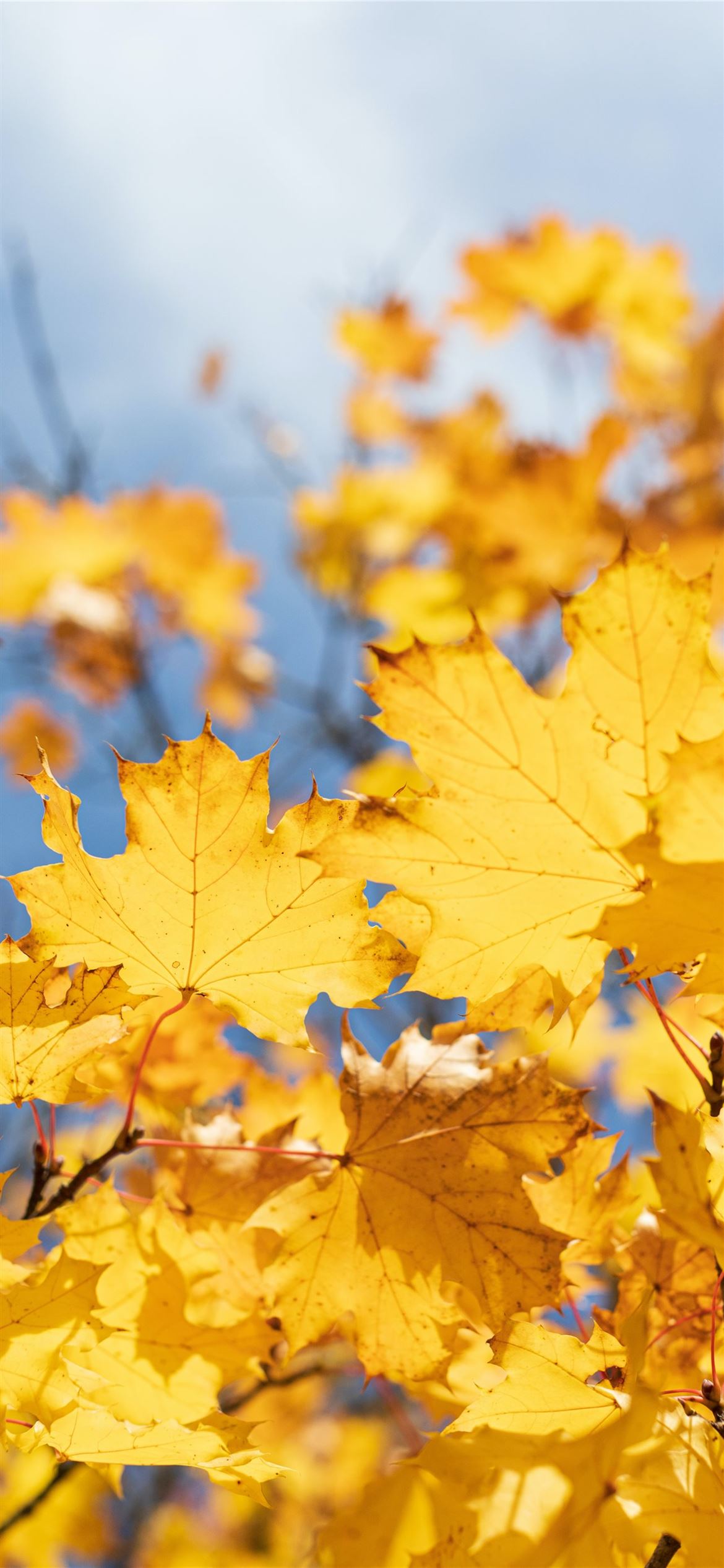 Yellow Maple Leaves iPhone Wallpaper