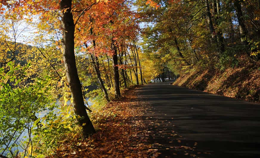 Road Autumn Background Scenery Nature Wallpaper Picture Pictures