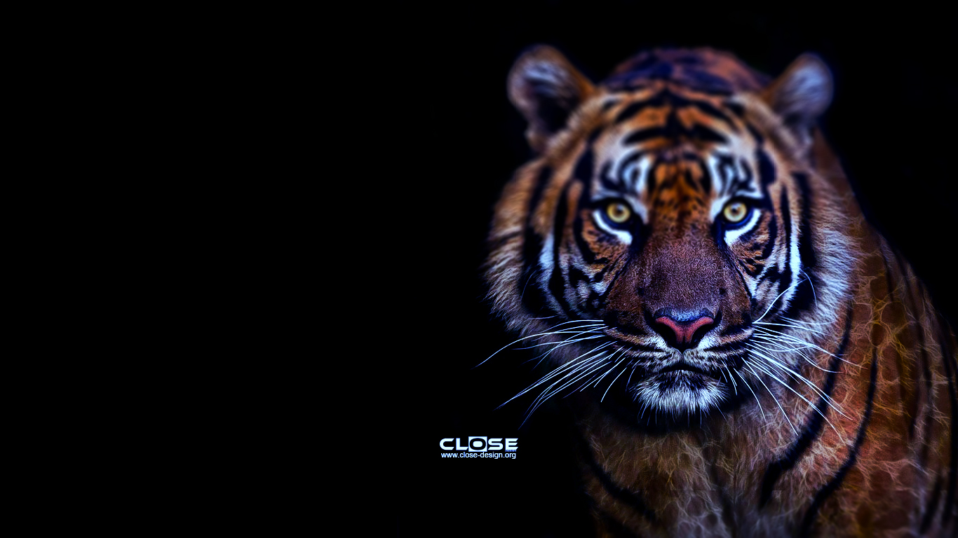 Tiger HD Wallpaper By Closedesign