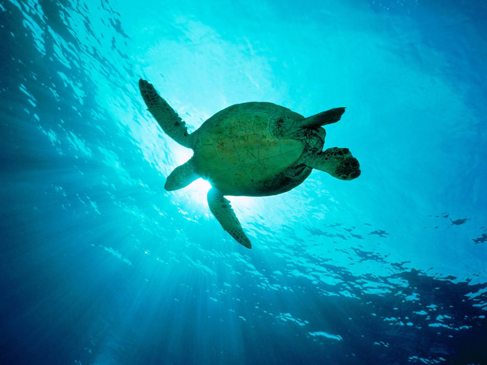 HD Ocean Life Sea turtle I HD wallpaper Background wallpaper