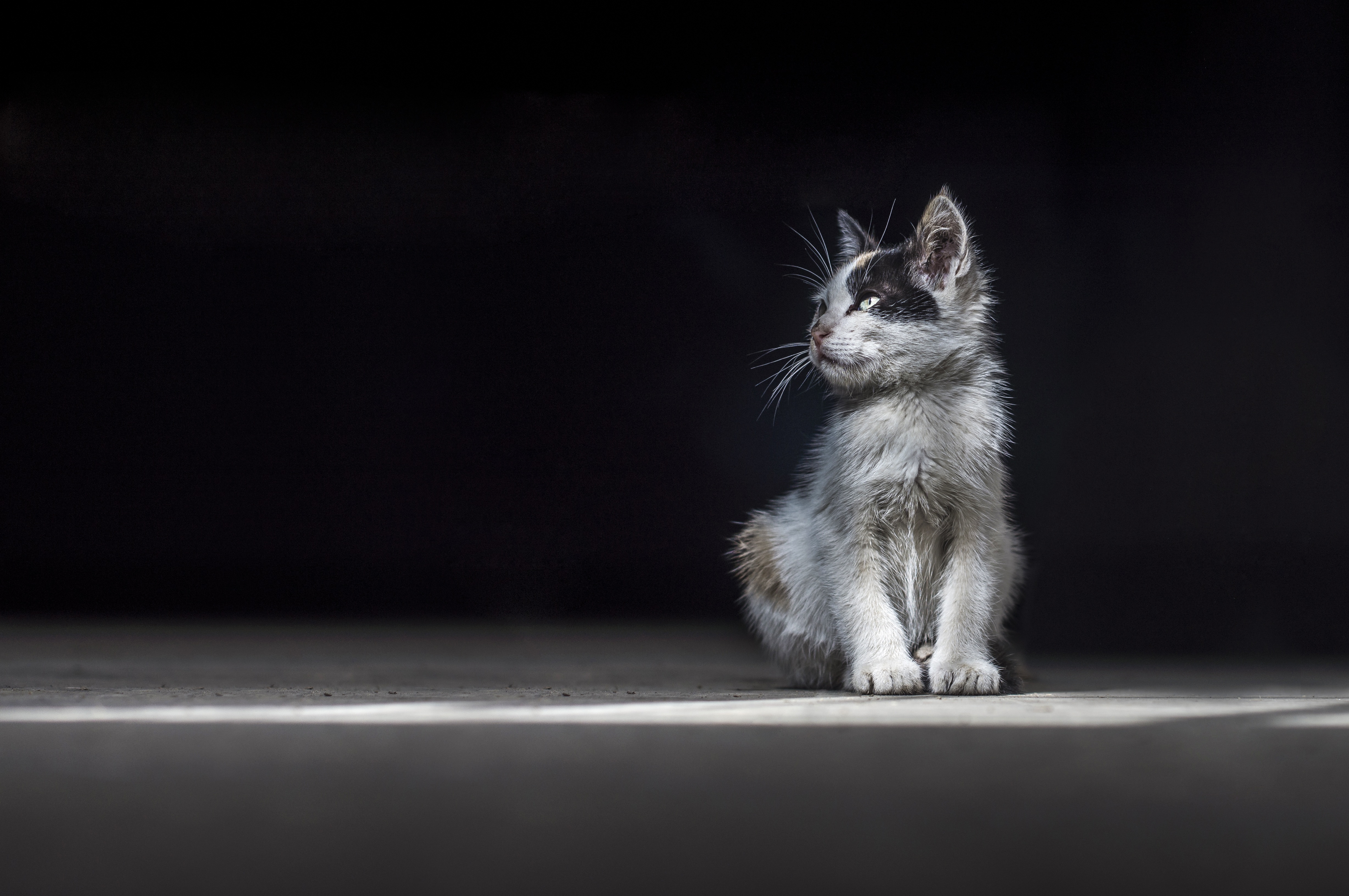 A captivating close-up of a kitten against a dark background, highlighting its delicate features and innocent gaze