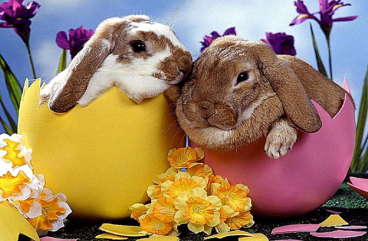 Easter Bunny Desktop Wallpaper Best HD