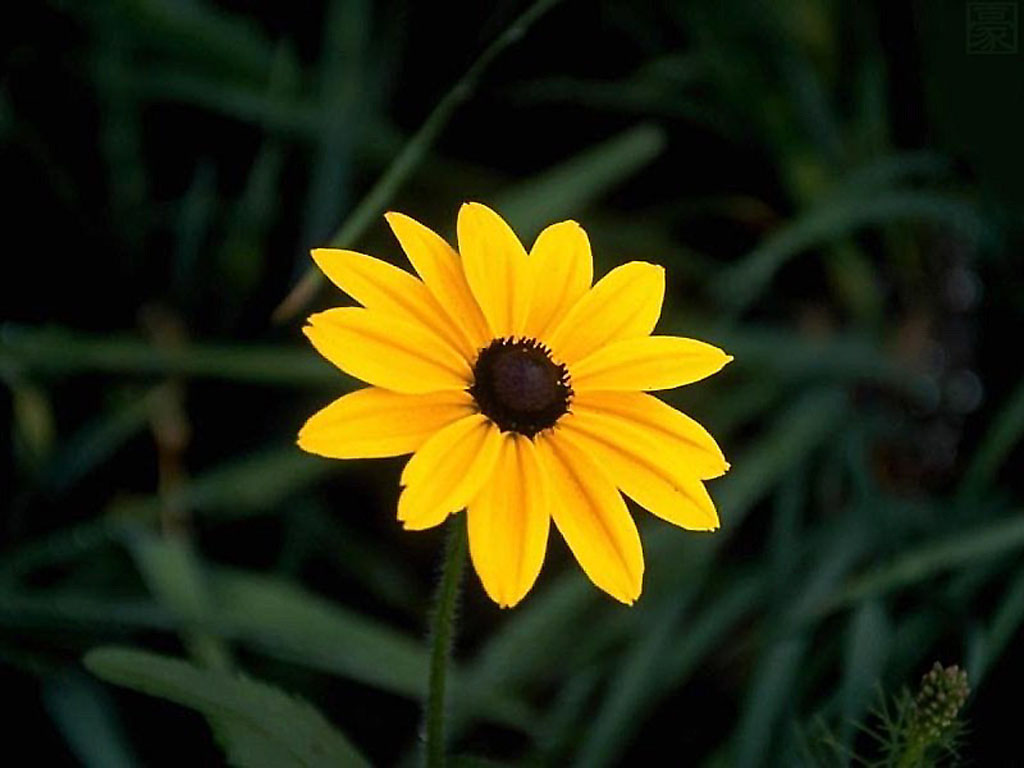 A vibrant yellow Black-Eyed Susan flower with a dark brown center, stands out against a blurred background of green foliage