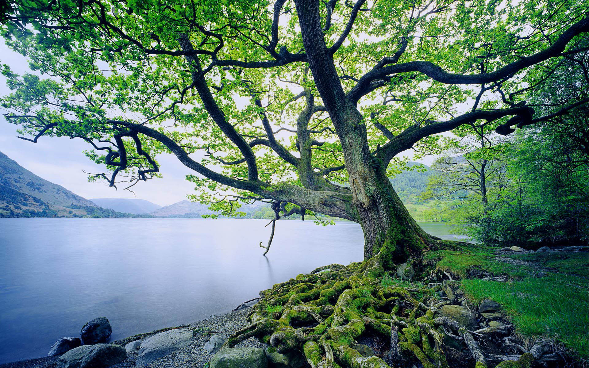 Oak Tree HD Wallpaper Background Image Id