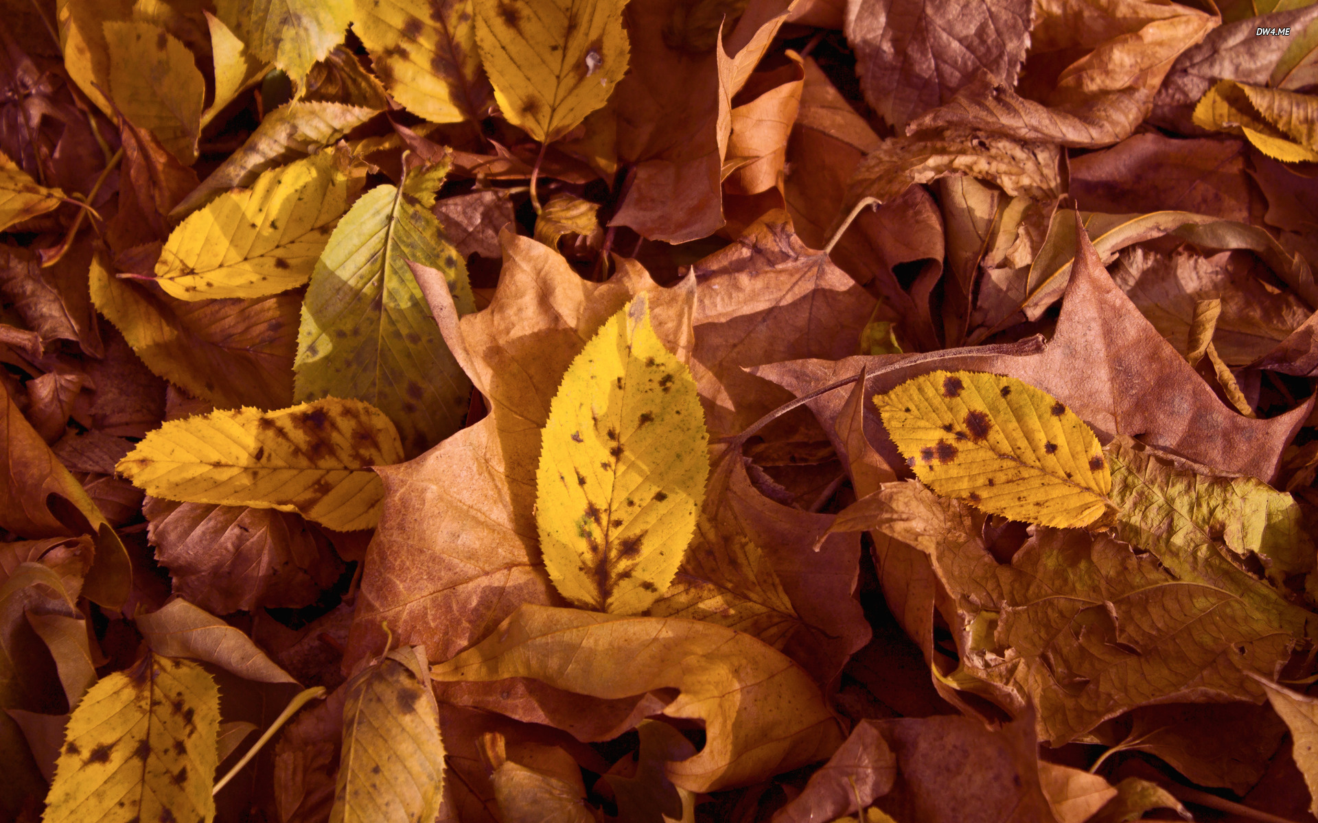 Autumn Country Desktop Wallpaper HD Background