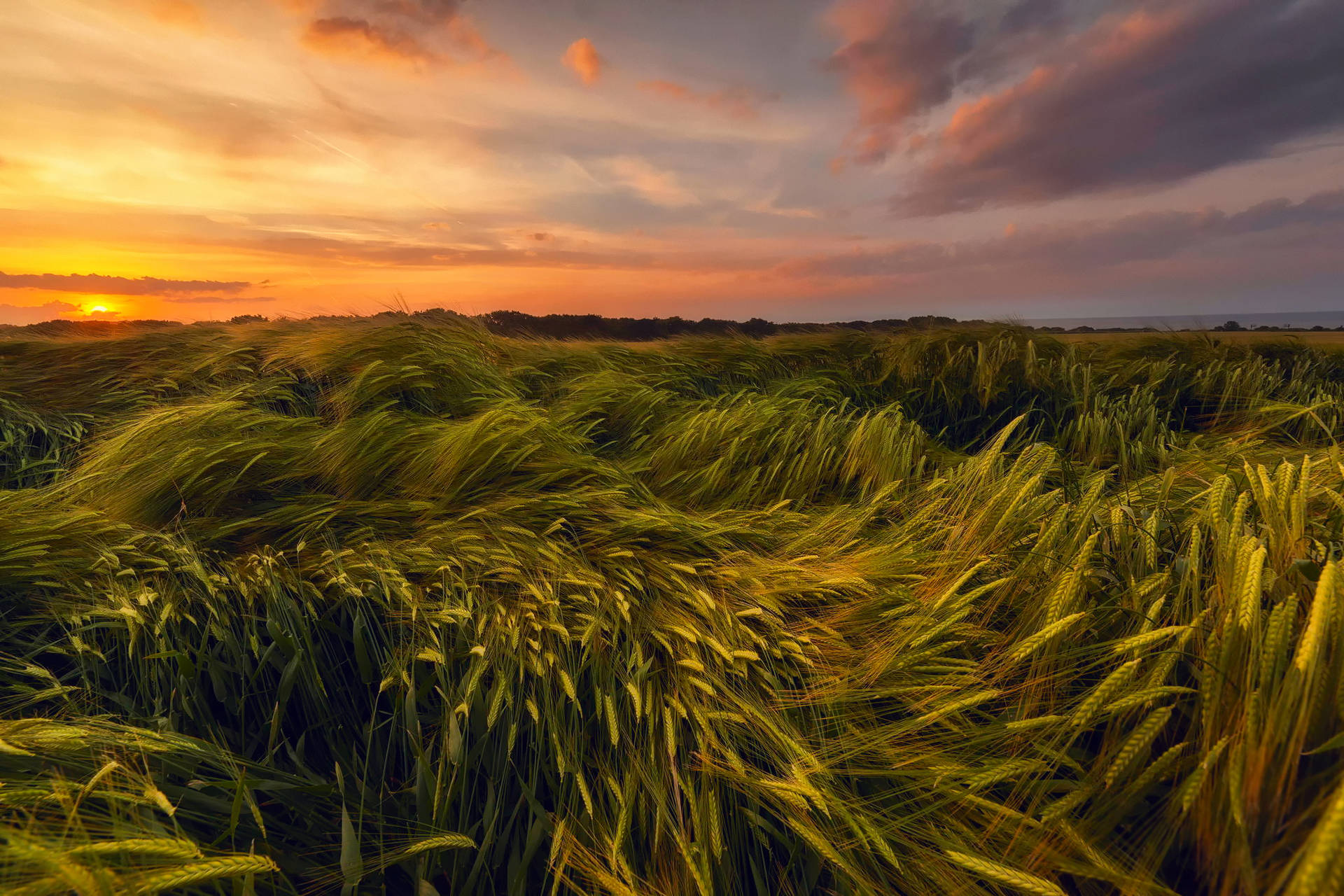 Top Wheat Field Wallpaper Full HD 4k To Use