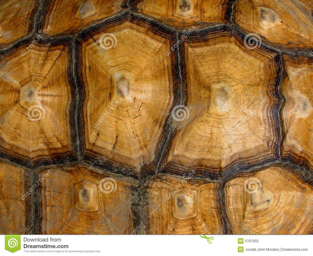 Turtle Shell Pattern Wallpaper