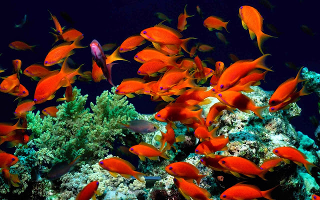 Coral Reef Fish HD Wallpaper