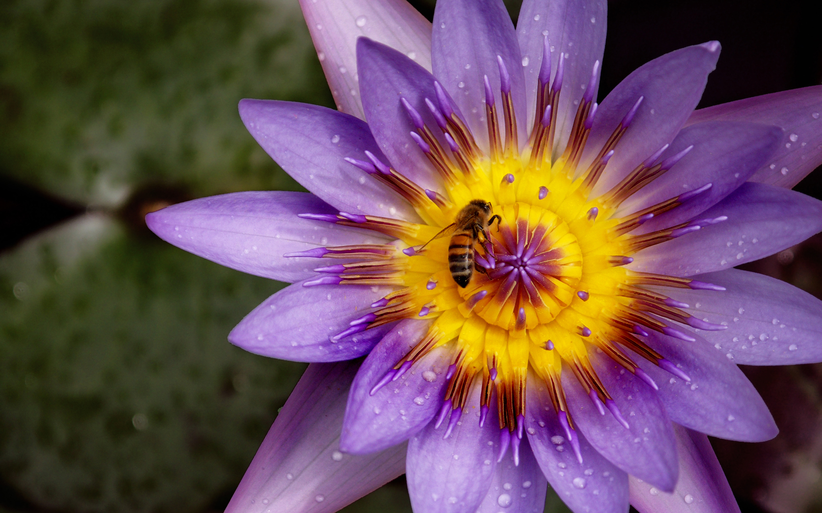 Stunning Lotus Wallpaper