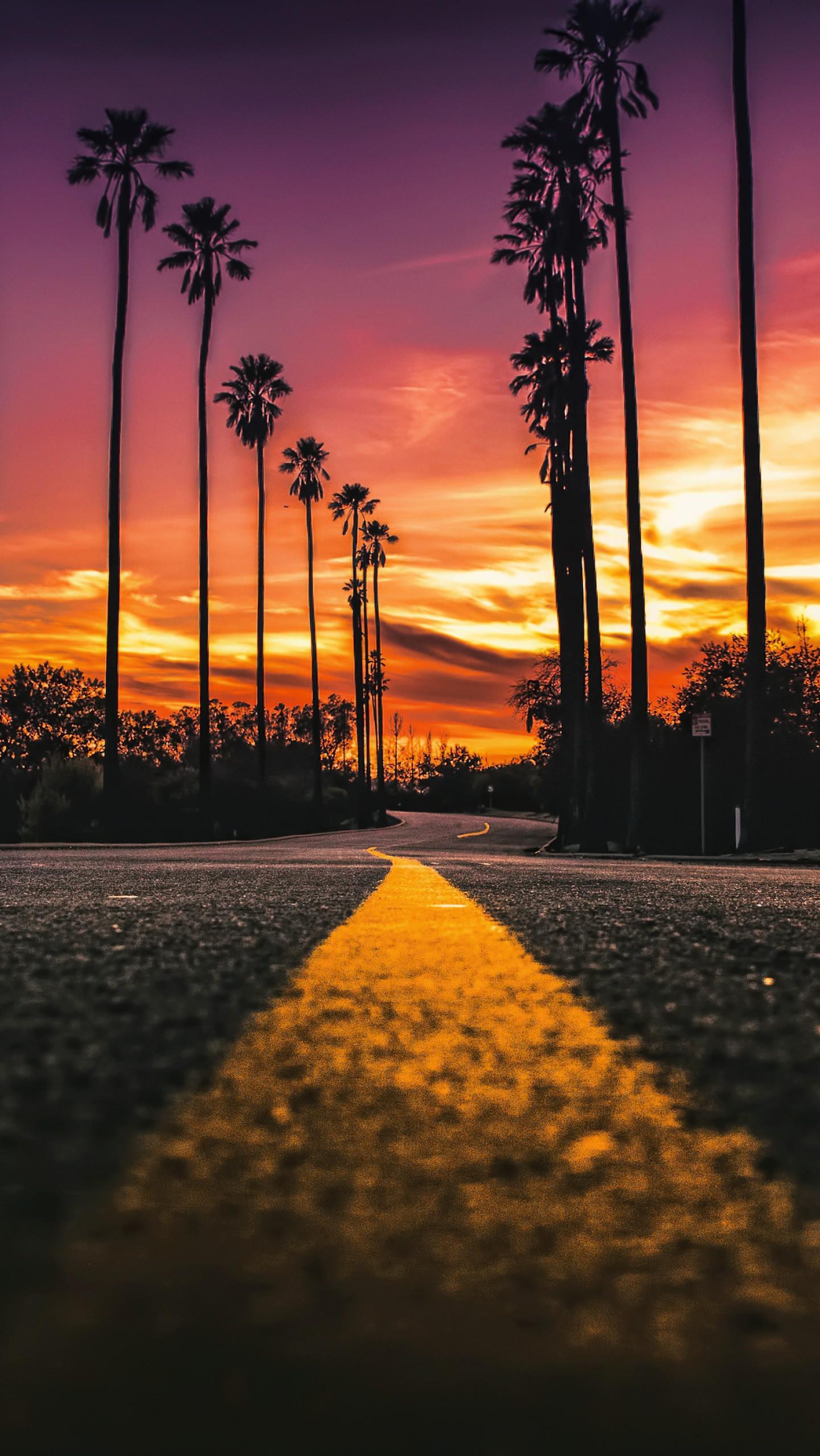 Stock Image Los Angeles California Road Palms Sunset 4k