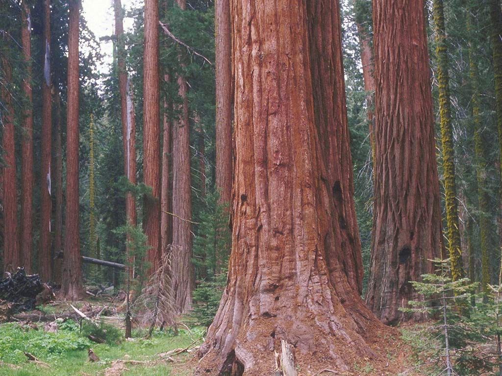 Giant Redwood Trees Wallpaper