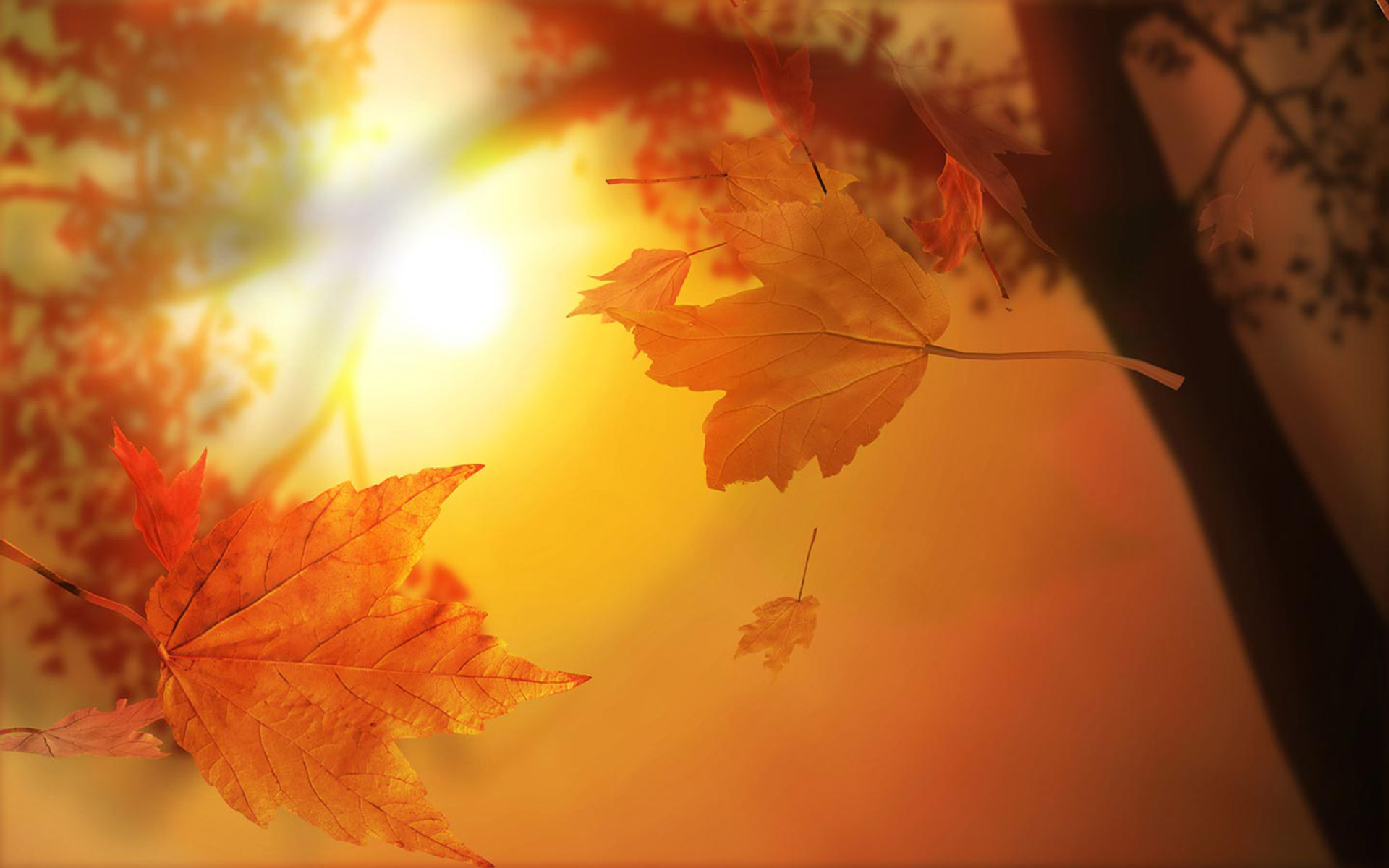 Sunset Autumn Maple Fantasy Nature Computer Desktop Wallpaper