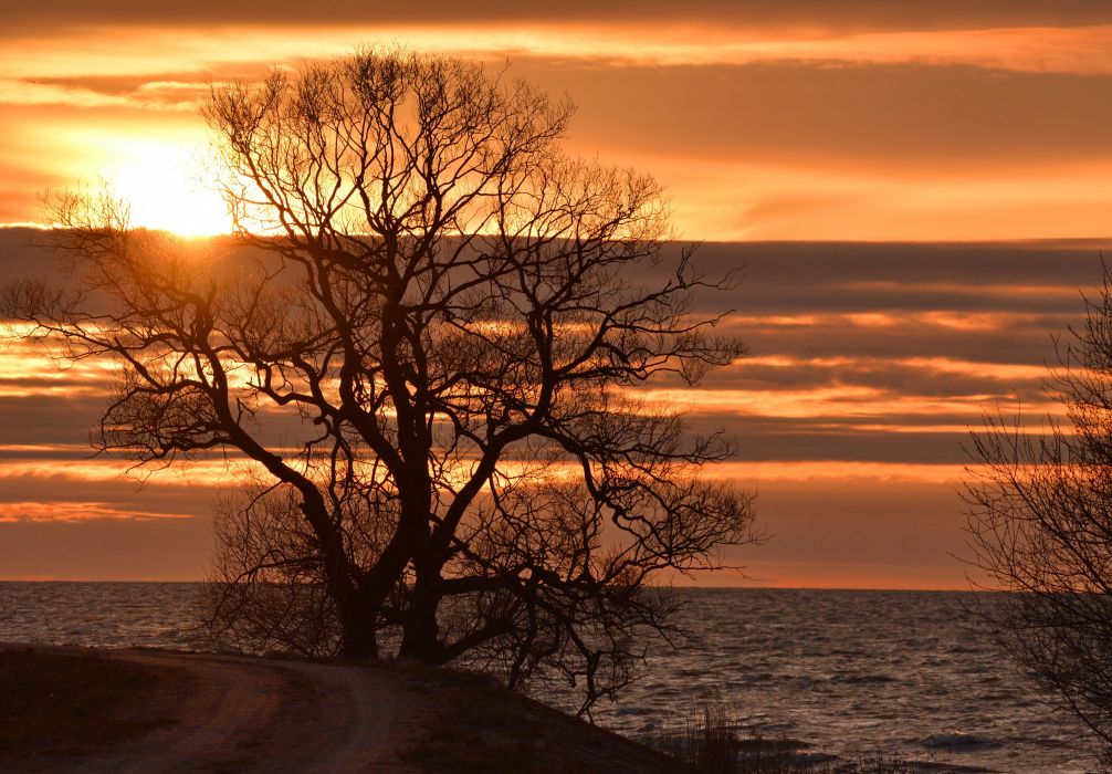 Spring evening bay road tree sun dawn ocean sea sunset wallpaper