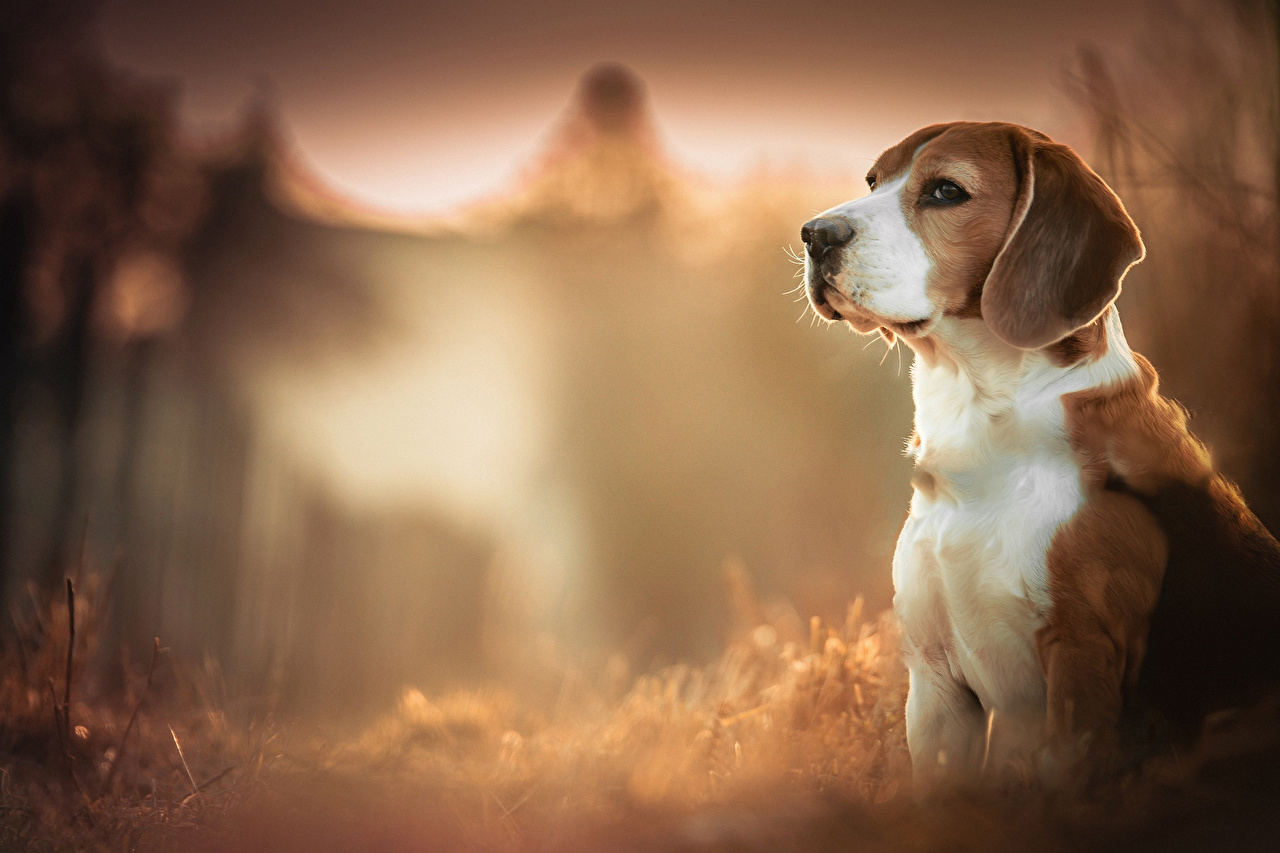 Image Beagle Dogs Animals